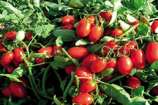 hybrid tomato