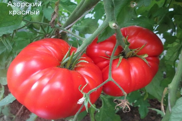 azores rojo