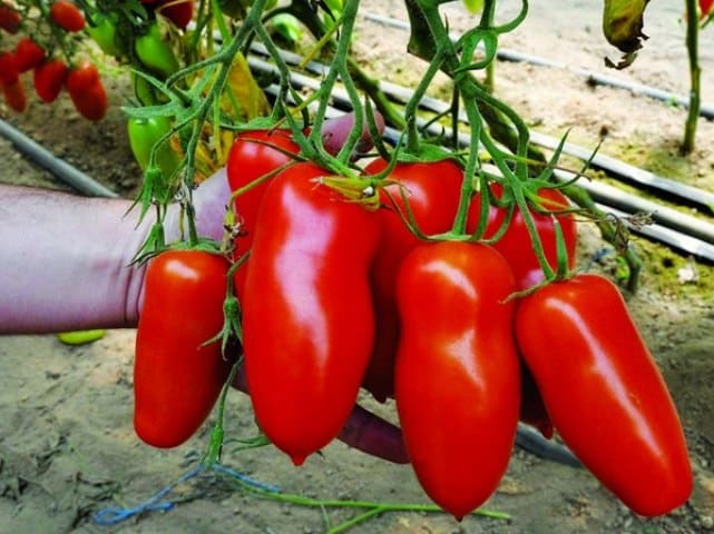 tomato bushes Aydar