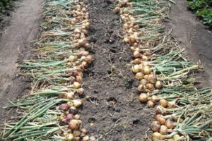 How to determine when to remove onions from the garden for storage?