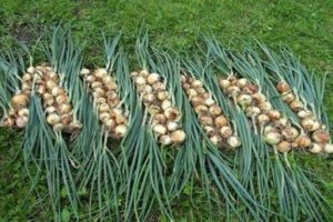 The timing of harvesting onions for storage in central Russia and the region