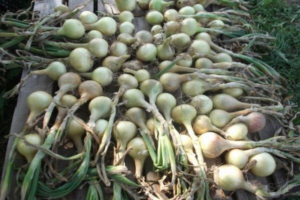 ripening of onions