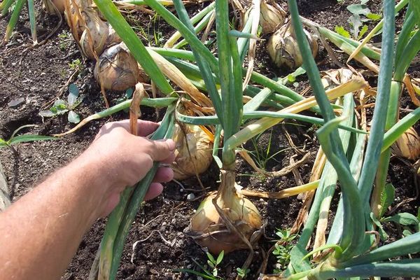 watering onions