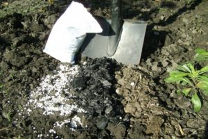 Instructions for the use of fertilizer ammonium sulfate in the garden