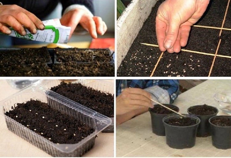 seed growing process