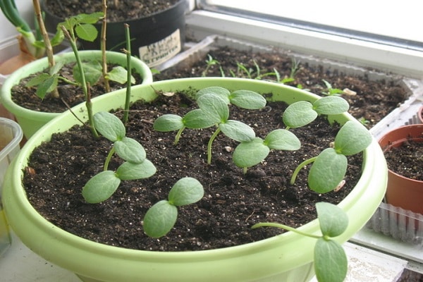 transplant seedlings