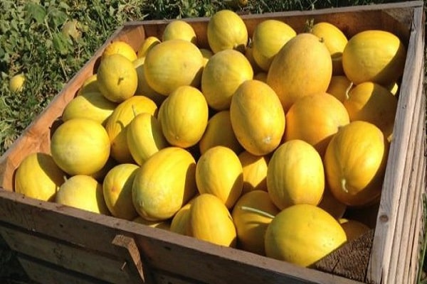 melones maduros