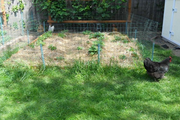 faire pousser des légumes