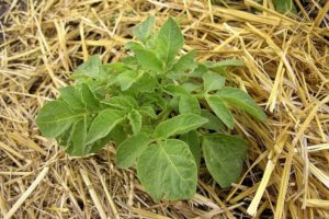 Descripción paso a paso del método de cultivo de patatas bajo heno o paja.