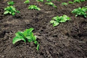 Com cultivar i cuidar adequadament les patates al país?