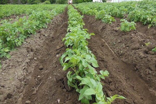 potato bushes