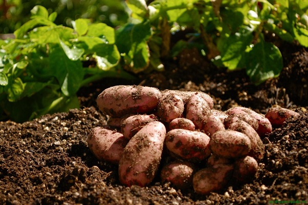 características de plantación