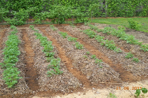 plantation sous paillis