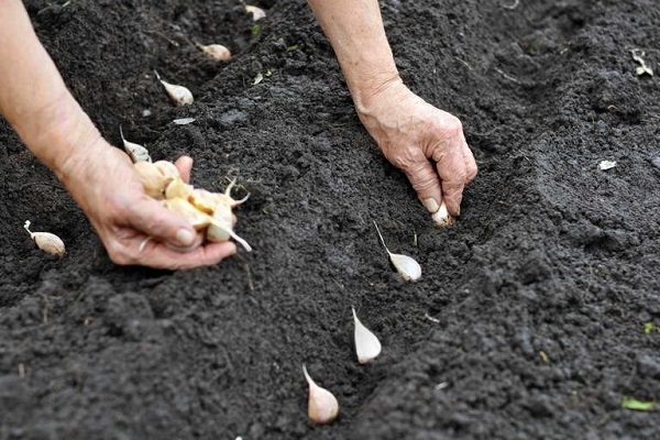 clavos en cebolla