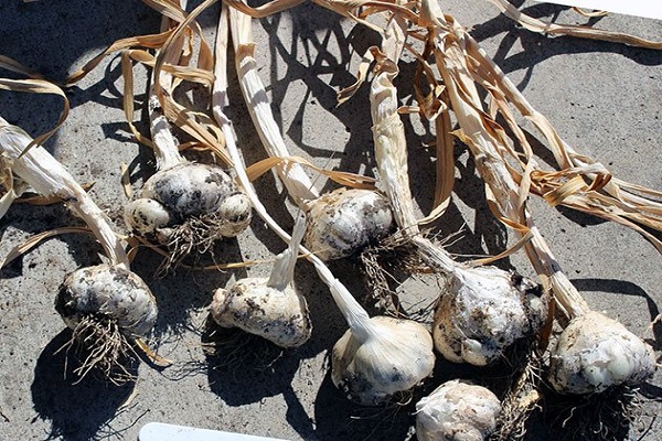 harvesting garlic