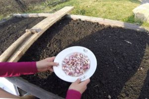 Plantar, cultivar y cuidar el ajo de primavera en campo abierto, si es necesario atar y cuándo