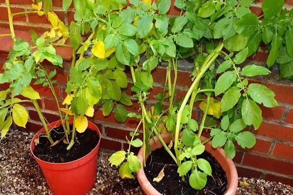 potato leaves