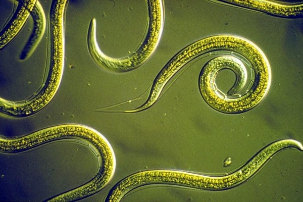 nematodo del tallo