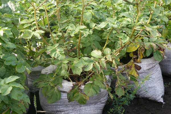 cada cultivador