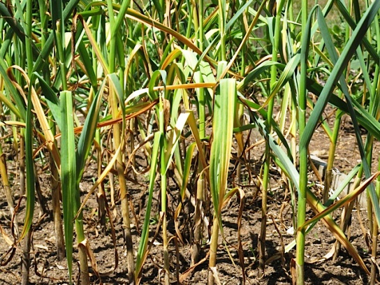 yellow arrows of garlic