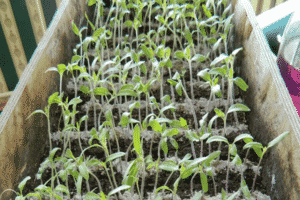 How to insist fertilization of ash and feed tomato seedlings at home?