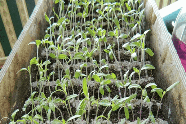 preparar el terreno