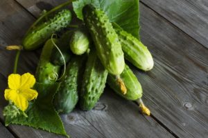 Description of the Khutorok F1 cucumber variety, cultivation features and yield