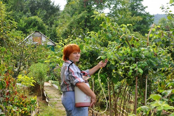 processing cucumbers