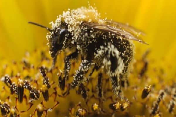 toxicidad por insectos