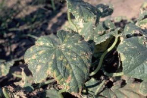 Síntomas y tratamiento de manchas angulares de hojas de pepino o bacteriosis.