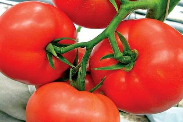 tomates sur une branche