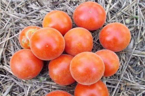 tomates temporada de terciopelo