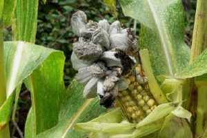 Penerangan dan rawatan penyakit dan perosak jagung, langkah-langkah untuk memerangi mereka