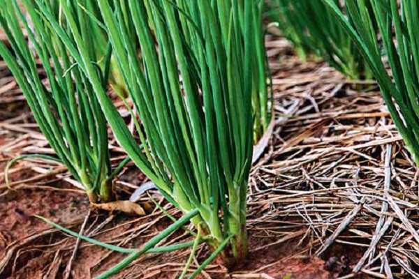 couper les verts