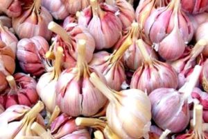 Description of the variety of winter garlic Gribovsky, features of cultivation and care