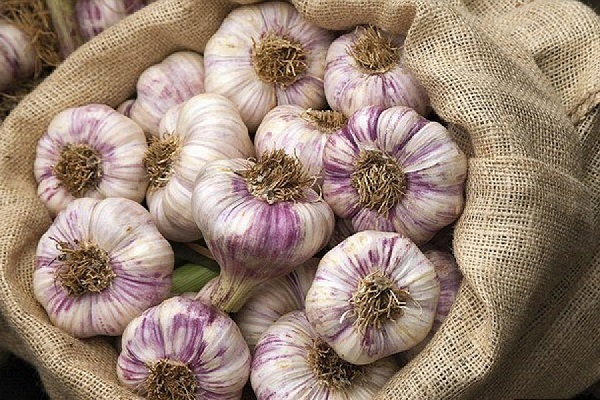 garlic harvest