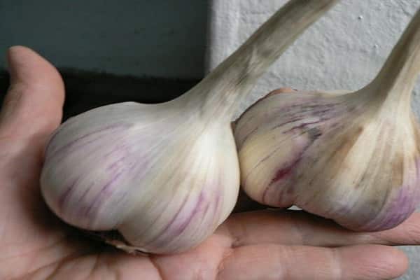 big garlic