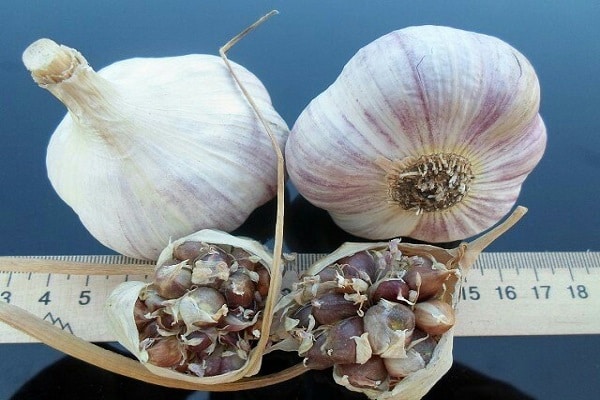 plantado en otoño