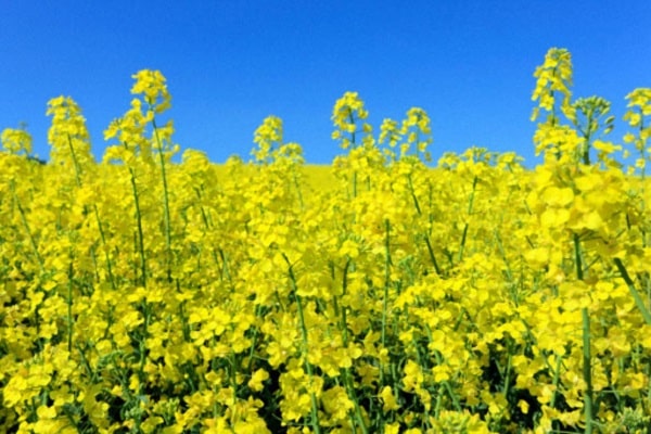 vegetable plant