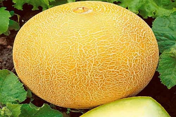 melon aïkido