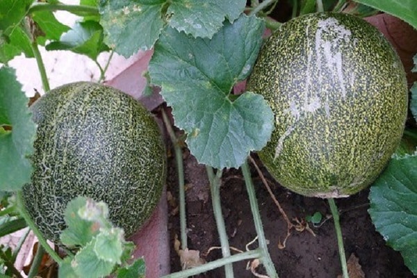 les melons mûrissent