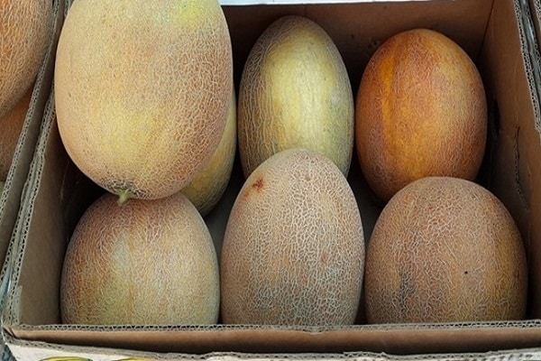 melons and gourds