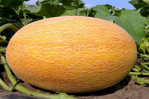 melón de piña