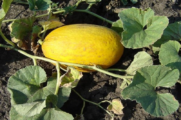 melones y calabazas