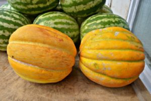 Description de la variété de melon Ethiopka, caractéristiques de culture et rendement