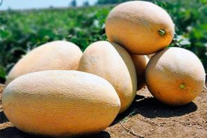 Description de la variété de melon Gulabi, culture et entretien, règles de sélection