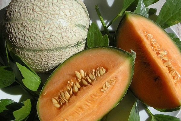 melon components