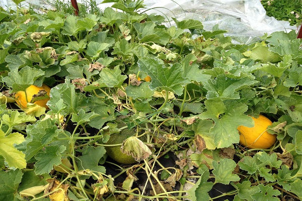 ripening of fruits