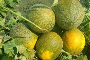 Description variety of melon Cinderella, its characteristics and yield