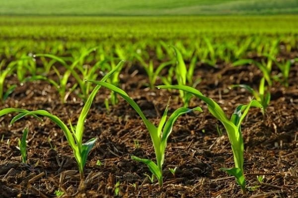 corn processing